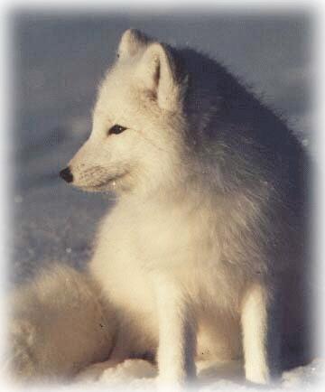 Arctic fox